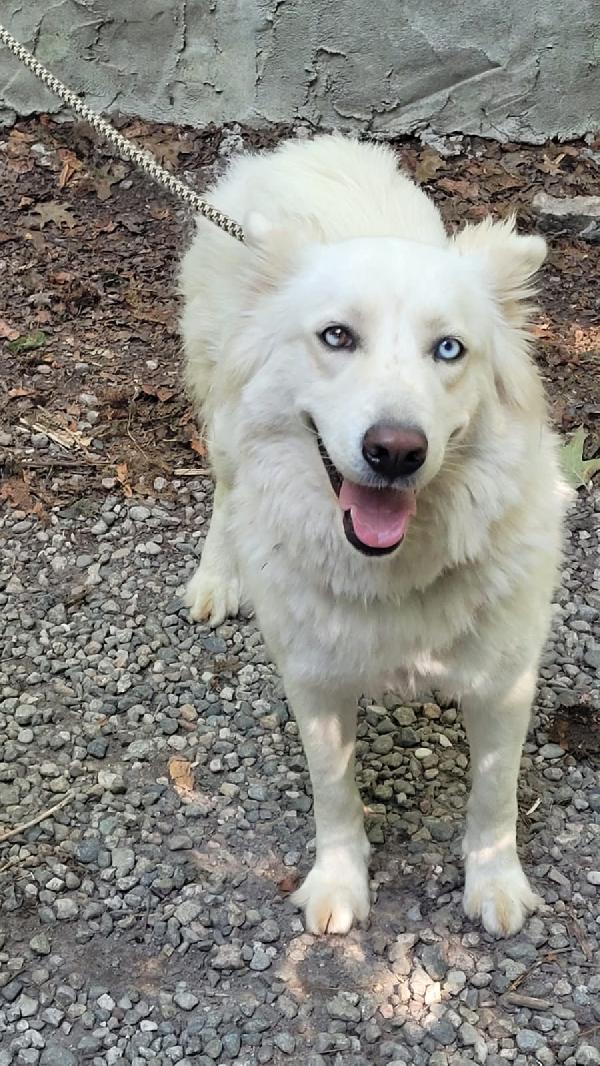 Splendida simil Husky - Candy Foto 7